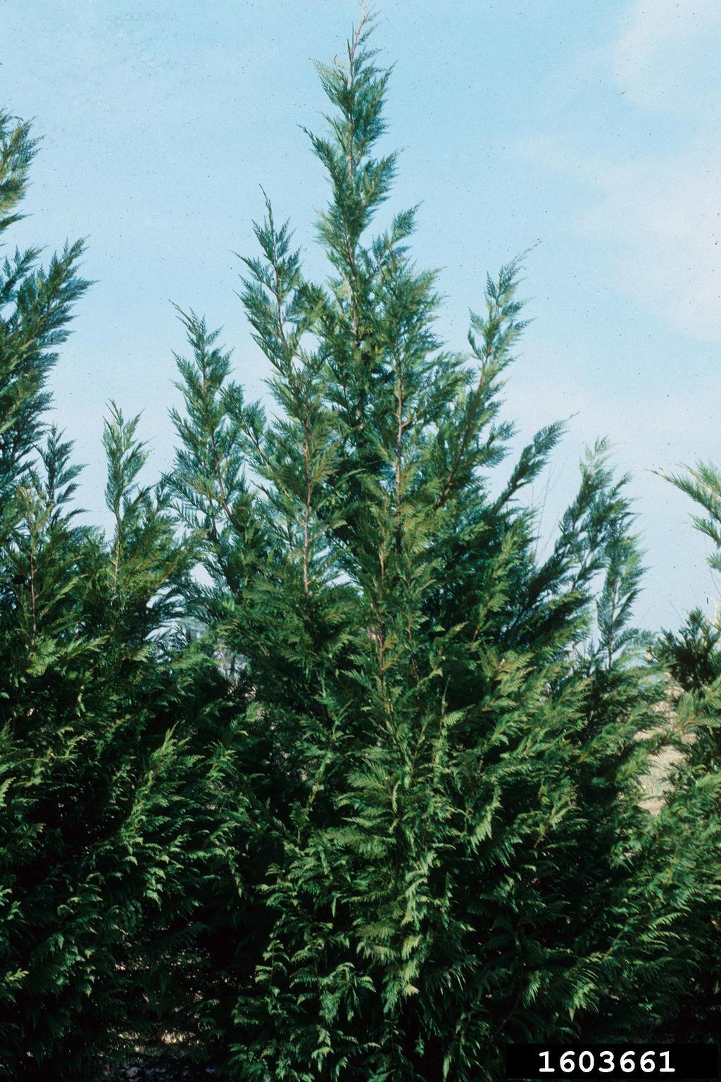 Leyland cypress (x Cupressocyparis leylandii)