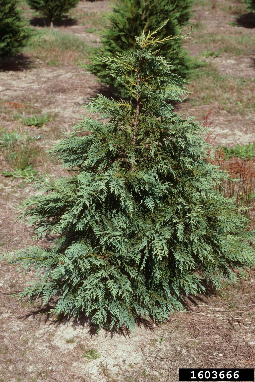 Leyland cypress (x Cupressocyparis leylandii)