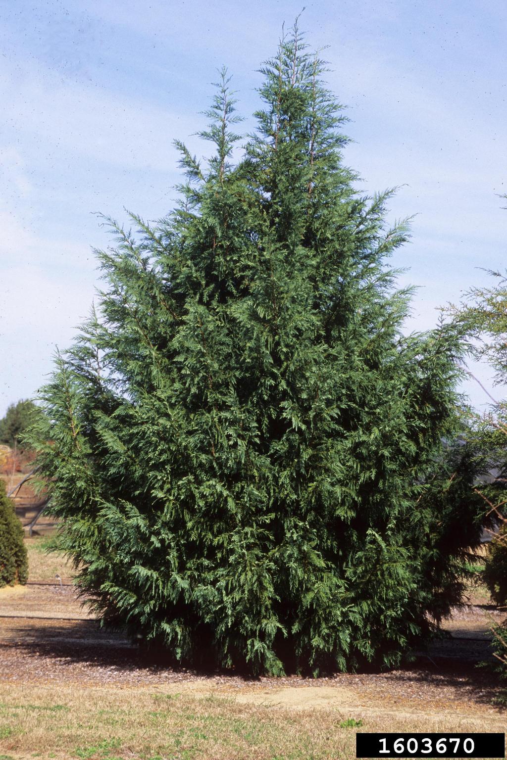 Leyland cypress (x Cupressocyparis leylandii)