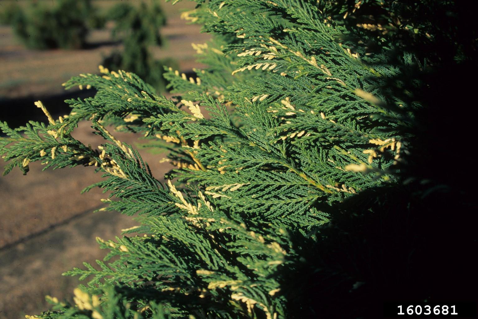 Leyland cypress (x Cupressocyparis leylandii)