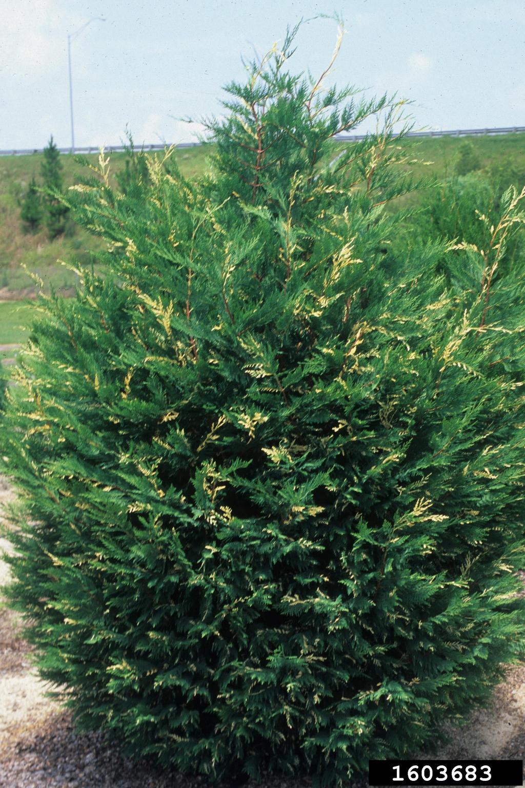 Leyland cypress (x Cupressocyparis leylandii)