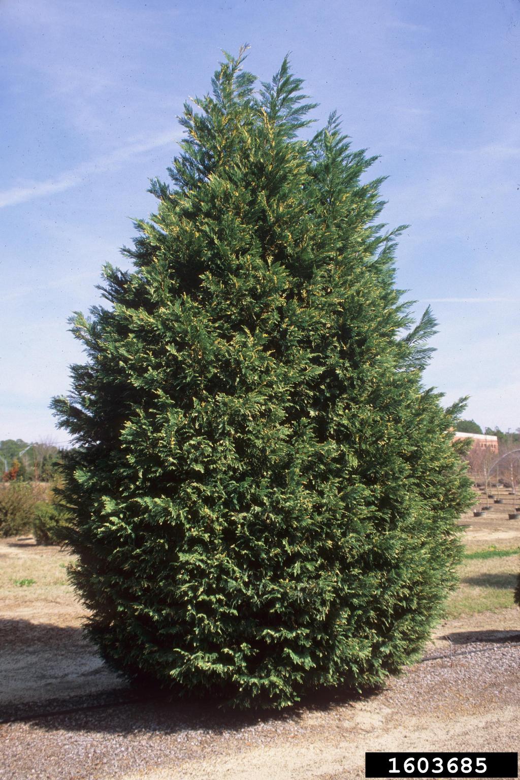 Leyland cypress (x Cupressocyparis leylandii)