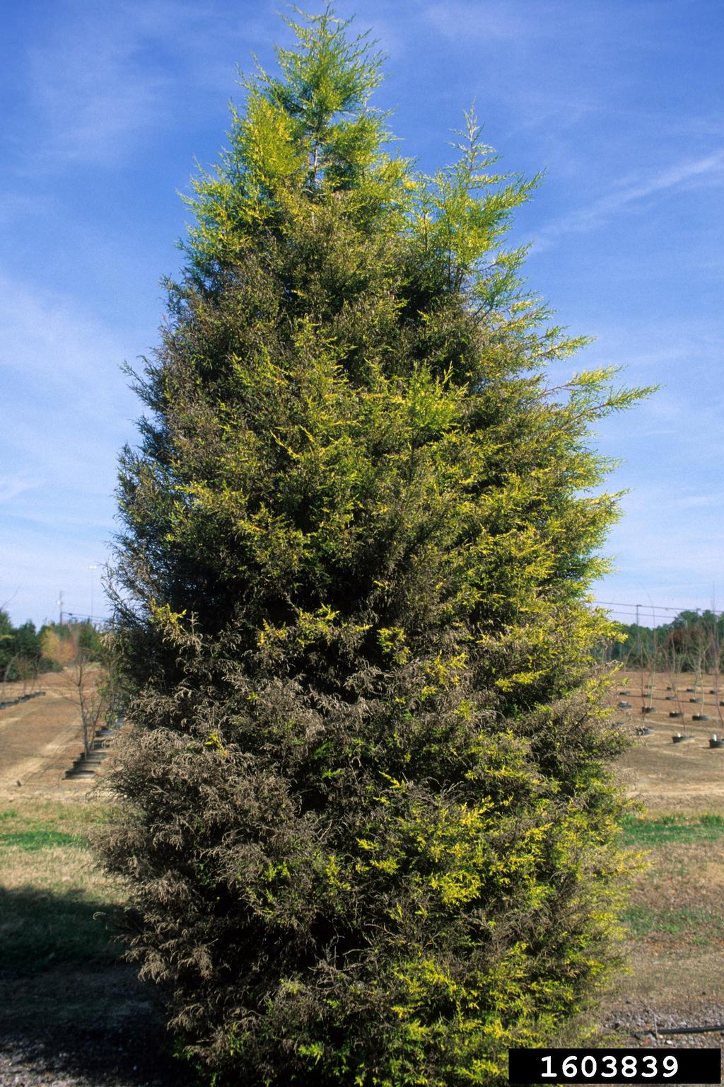 Monterey cypress (Cupressus macrocarpa)