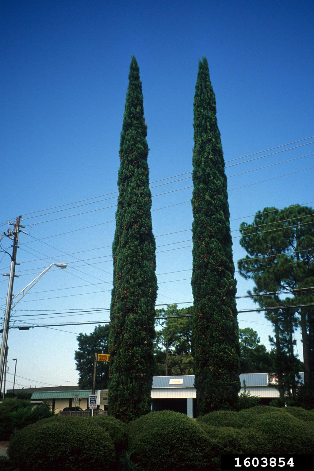 Italian cypress (Cupressus sempervirens)