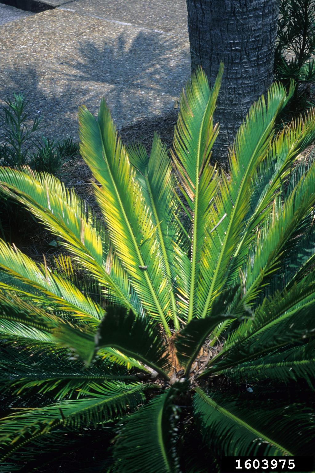 magnesium deficiency