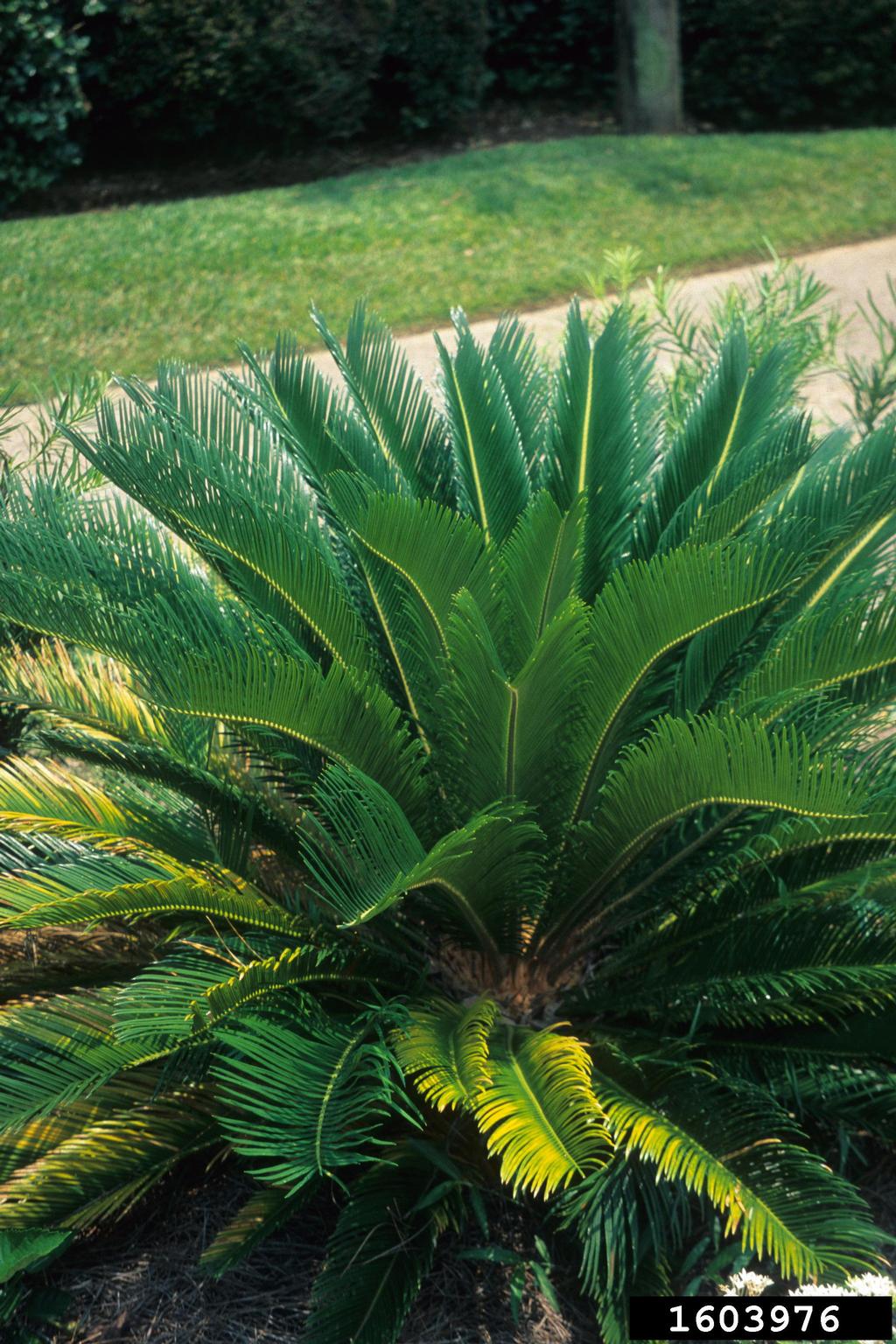 magnesium deficiency