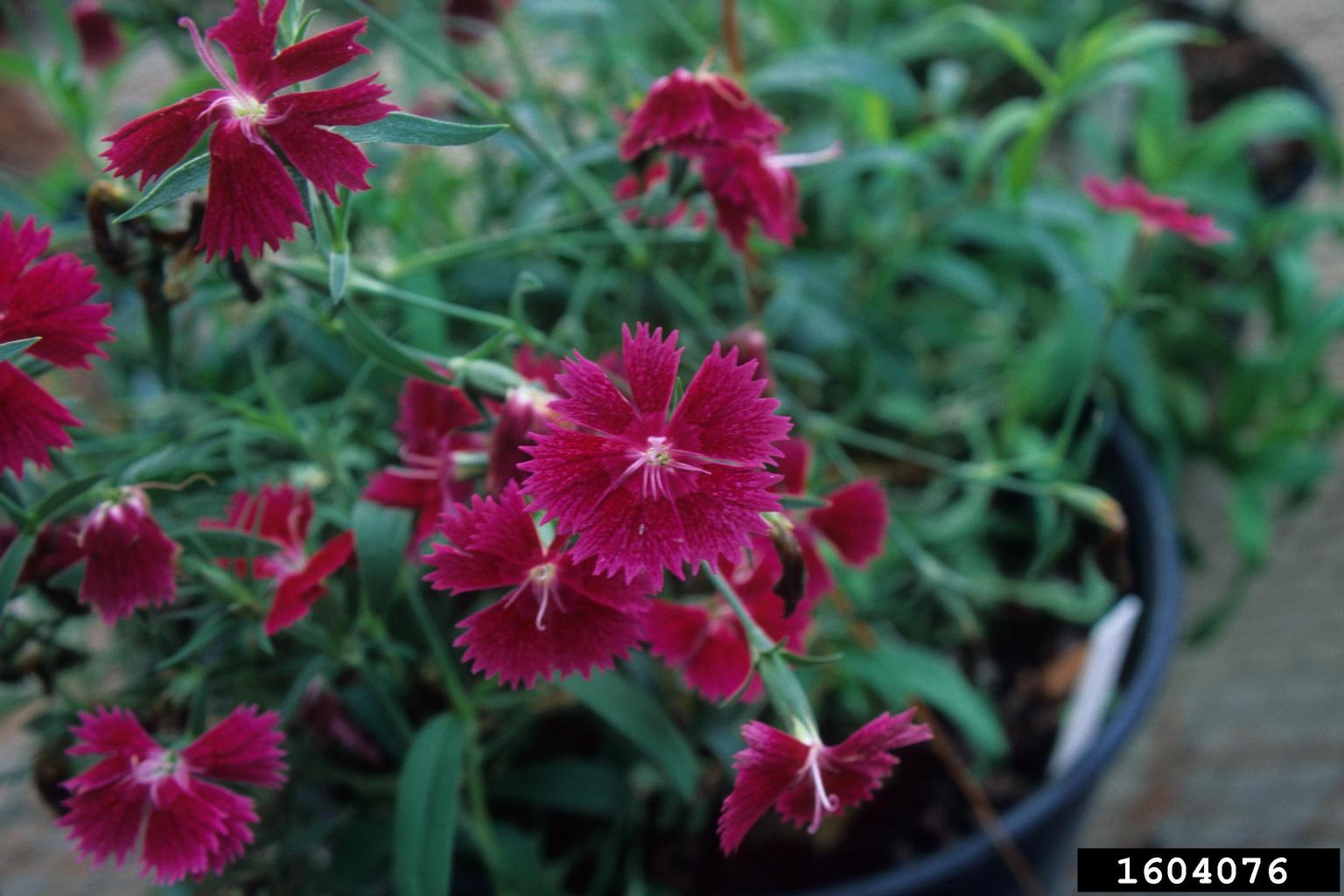 carnation (Dianthus giganteiformis)