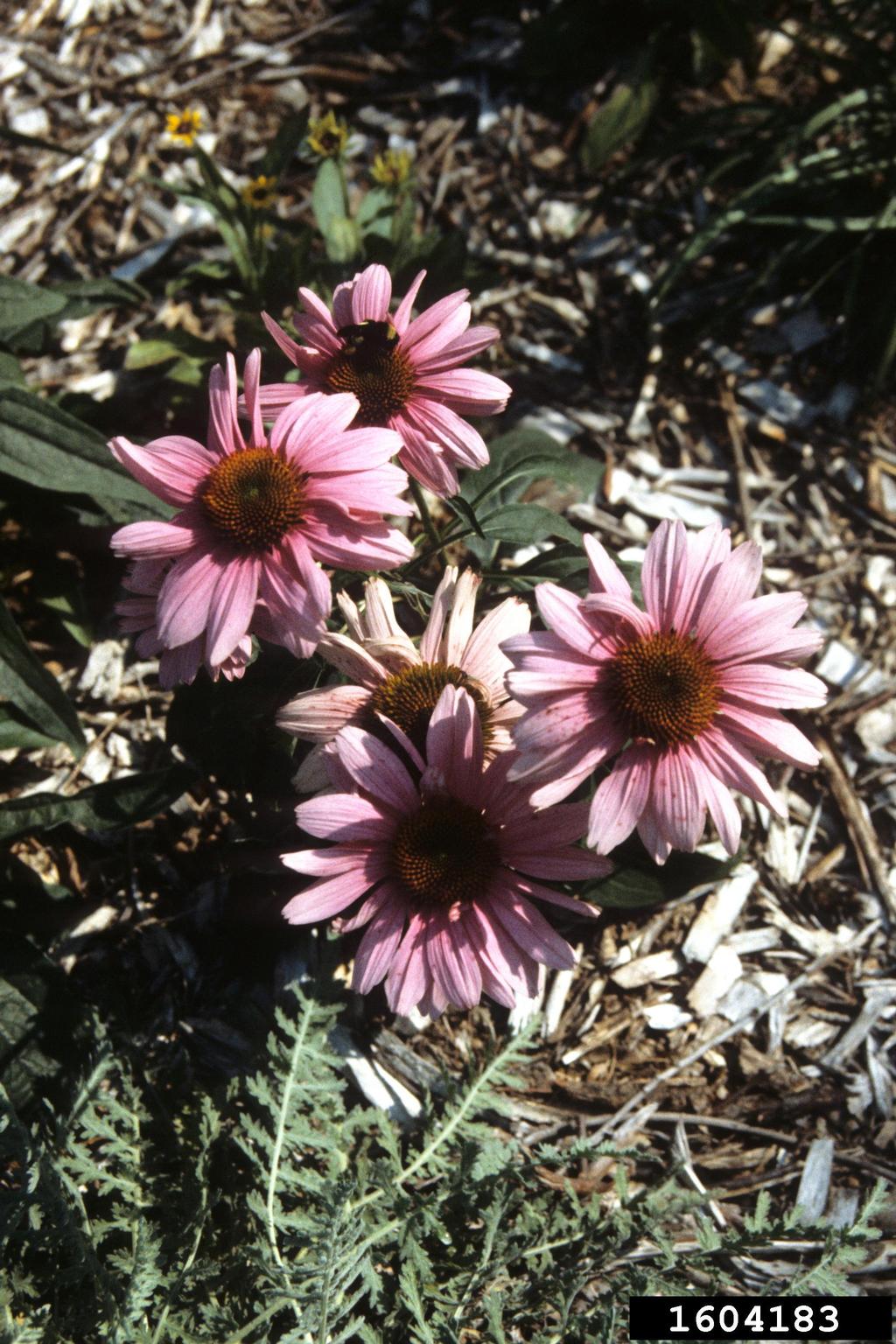 coneflowers (Genus Echinacea)
