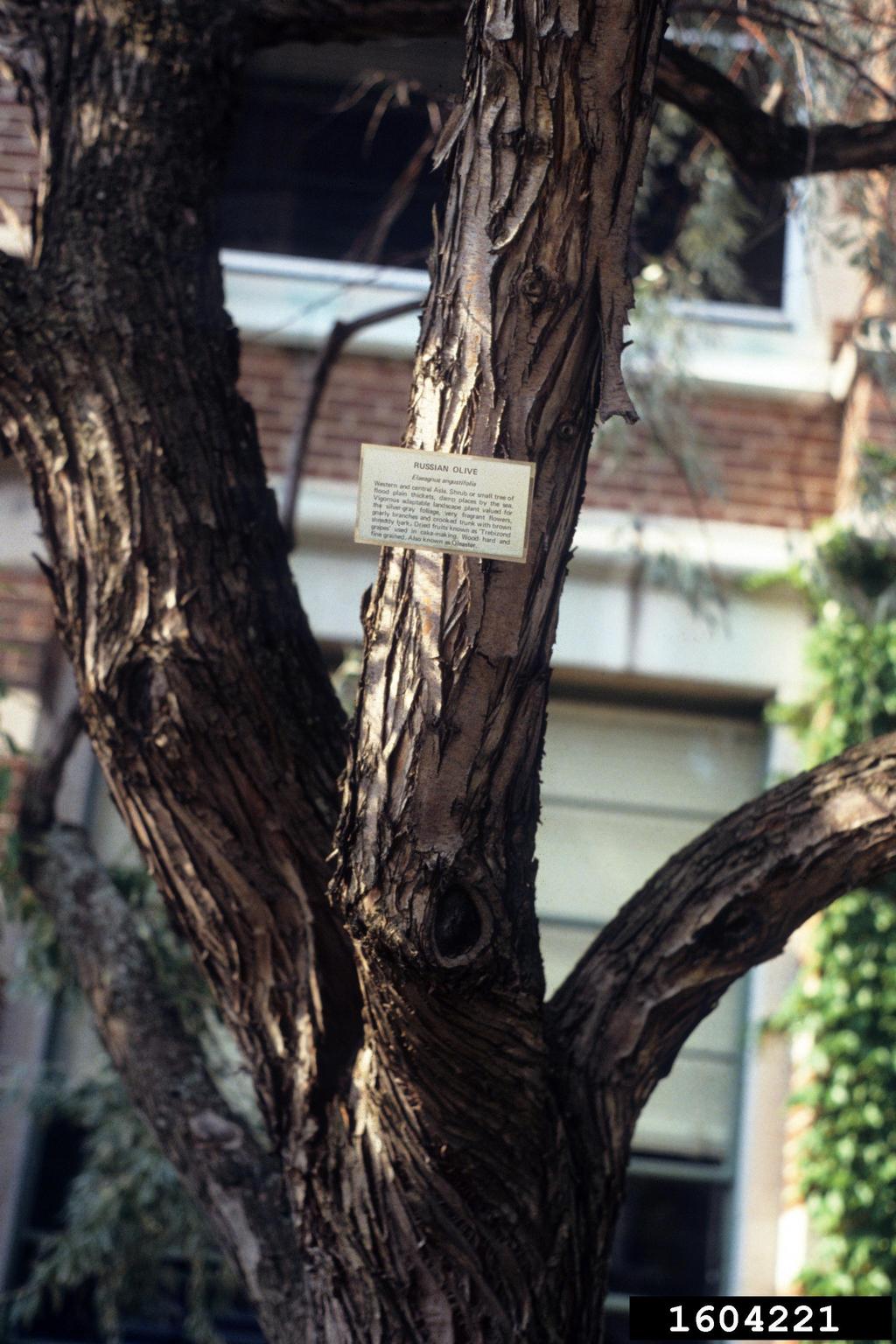 Russian olive (Elaeagnus angustifolia)