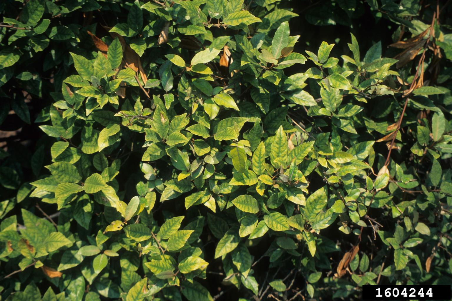 manganese deficiency on Elaeagnus (Elaeagnus spp. ) 1604244