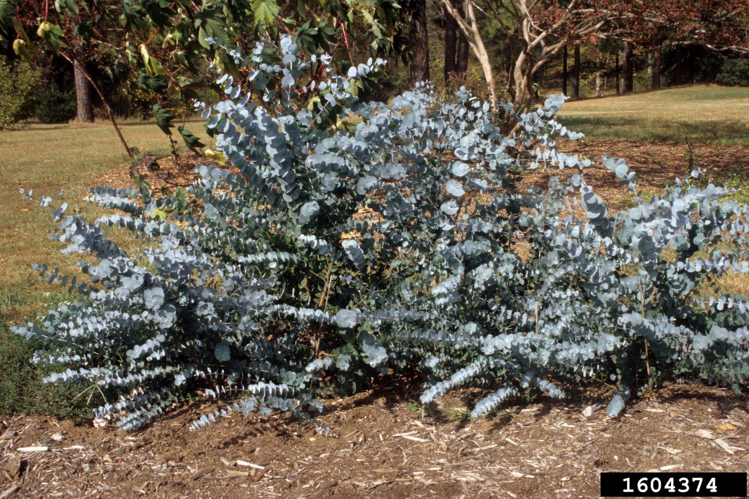 argyle apple (Eucalyptus cinerea)