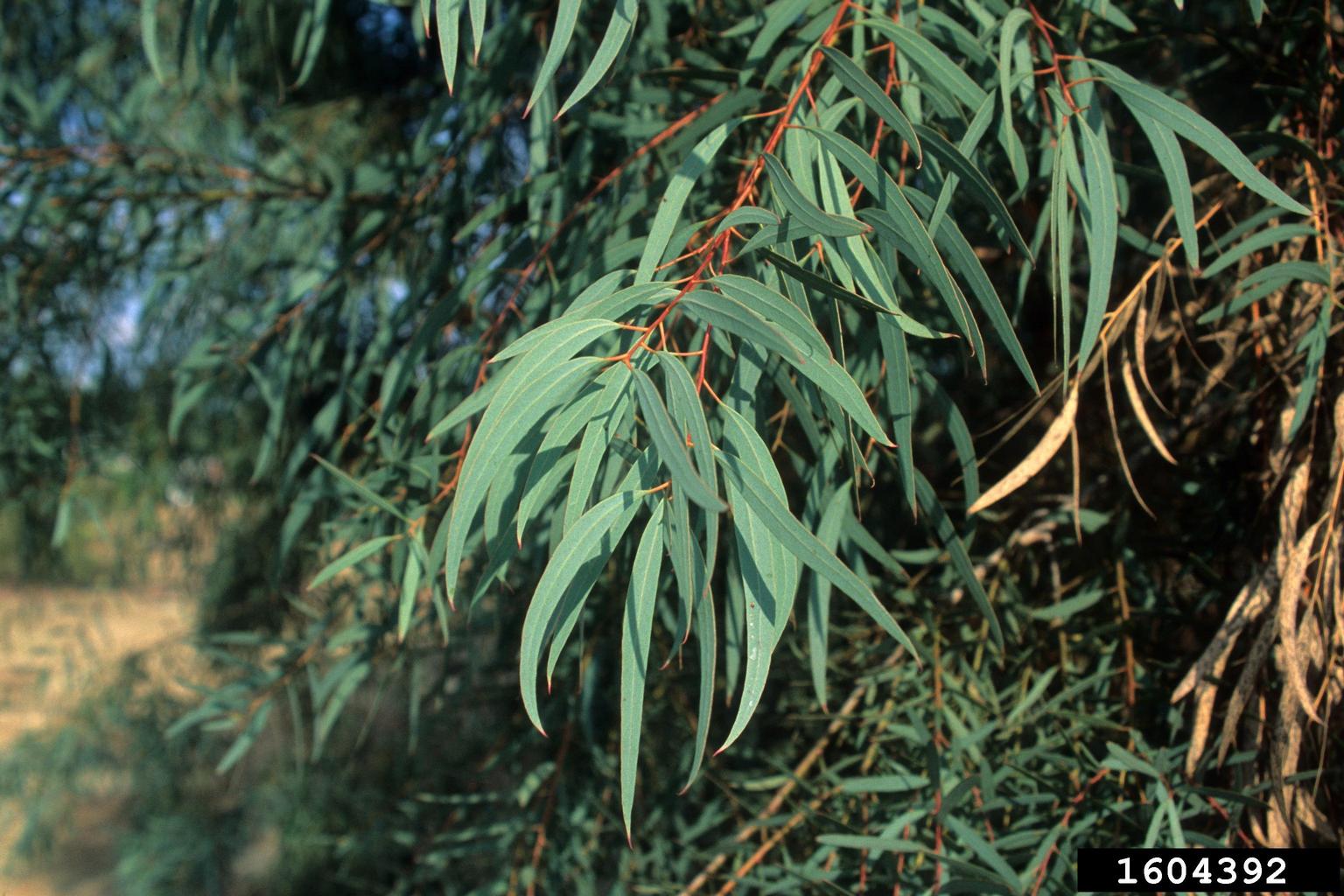 narrowleaf peppermint (Eucalyptus nicholii)