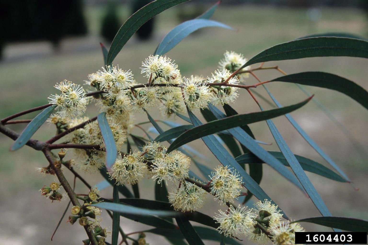 narrowleaf peppermint (Eucalyptus nicholii)