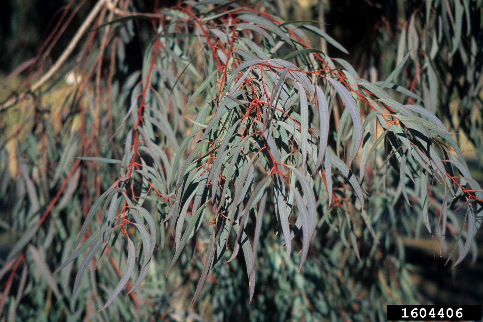 narrowleaf peppermint (Eucalyptus nicholii)