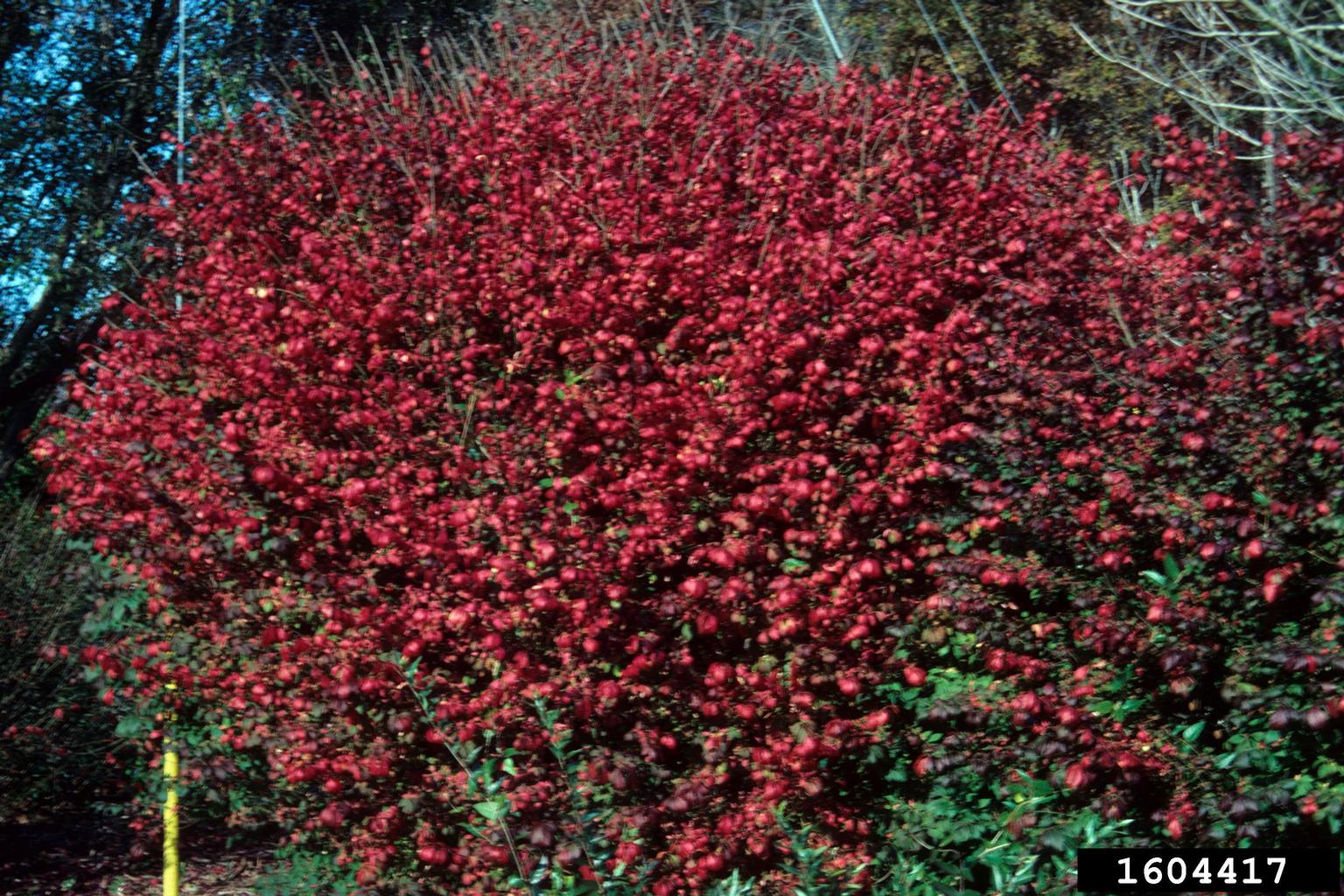 winged burning bush (Euonymus alatus)