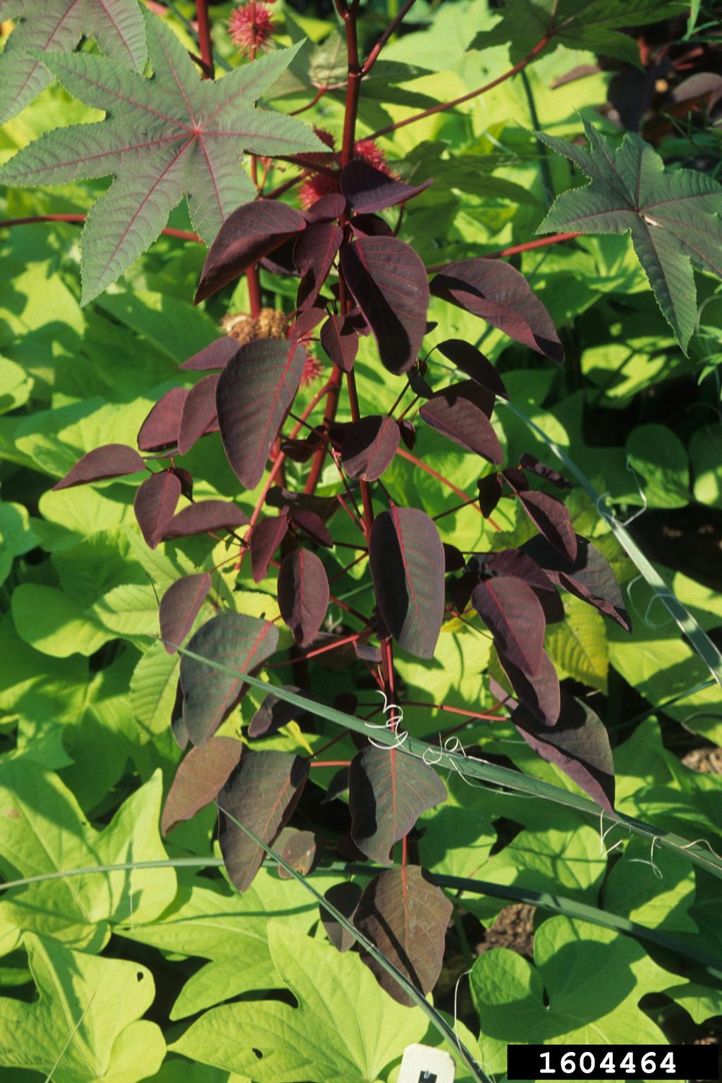 Mexican shrubby spurge (Euphorbia cotinifolia)