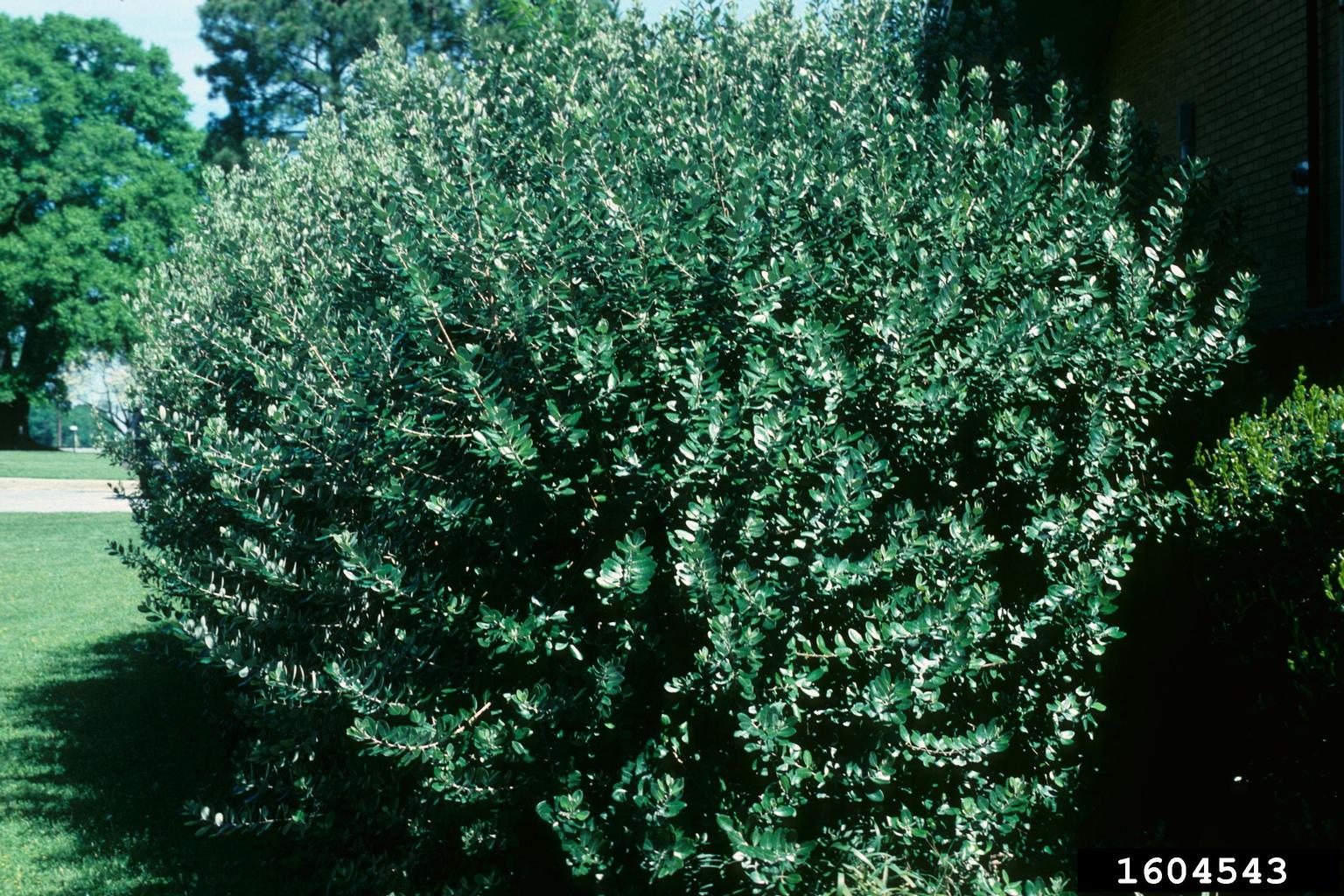 pineappleguava (Acca sellowiana)