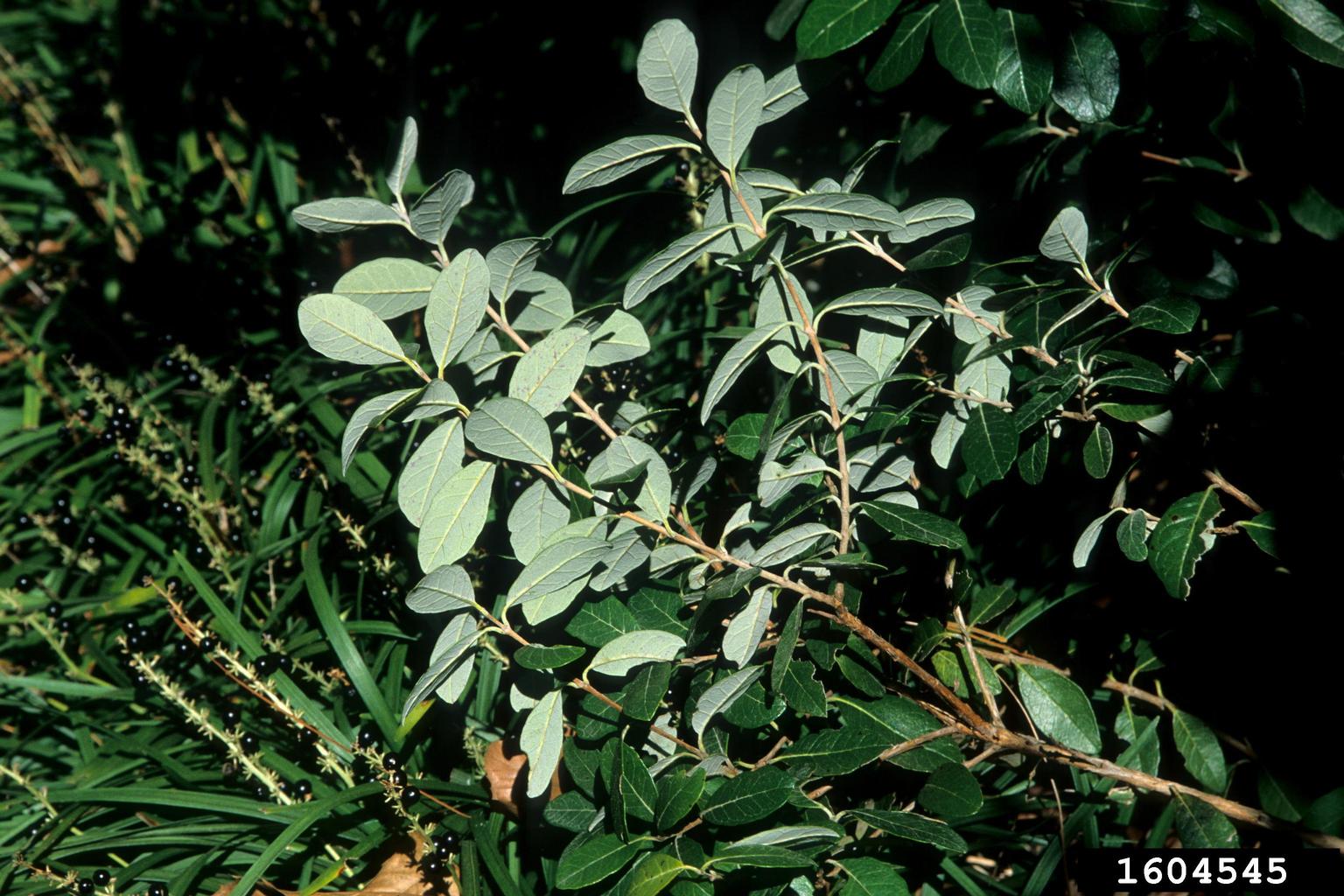 pineappleguava (Acca sellowiana)