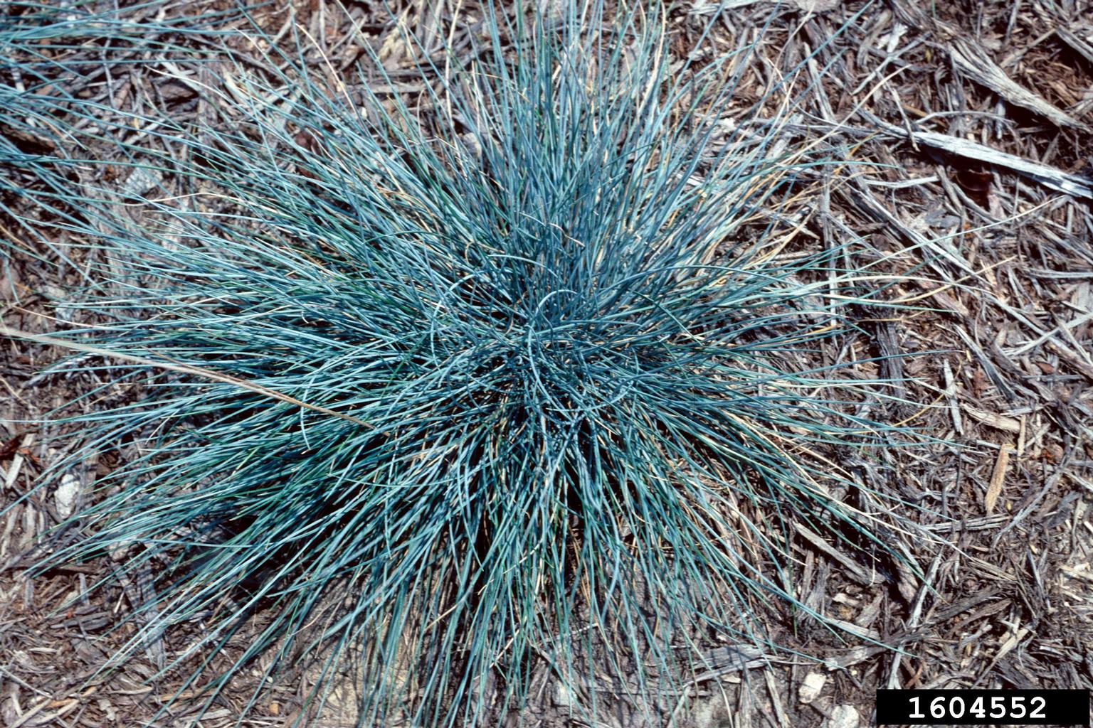 sheep fescue (Festuca trachyphylla)