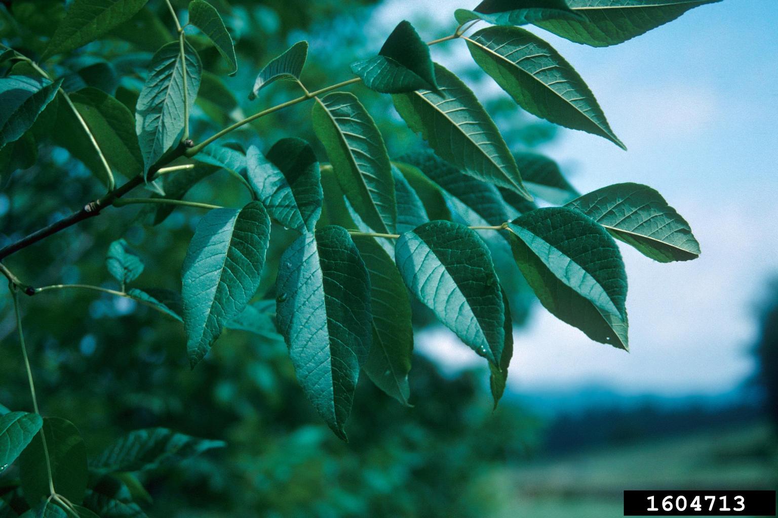 white ash, Fraxinus americana (Scrophulariales Oleaceae) 1604713