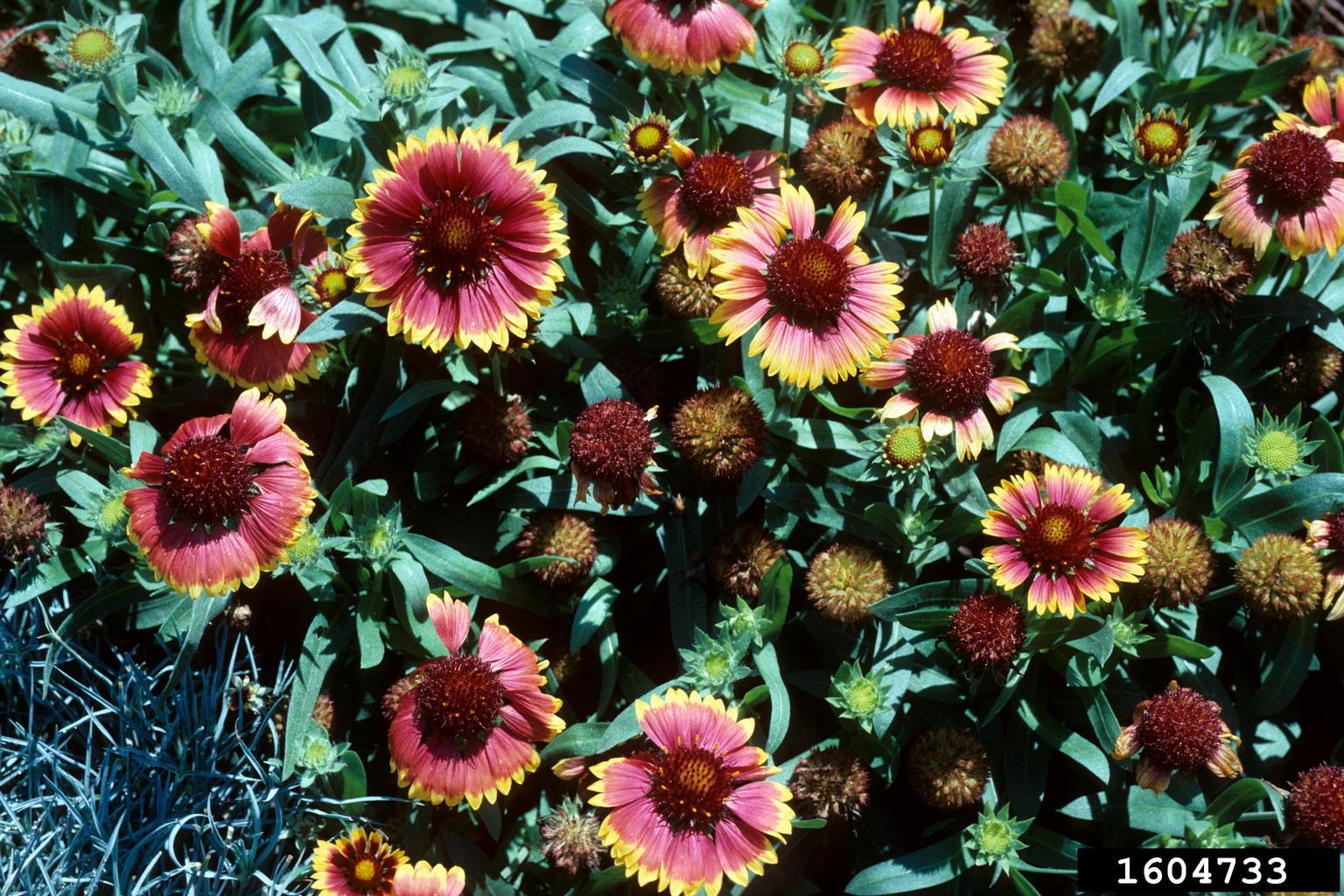 blanketflower (Genus Gaillardia)