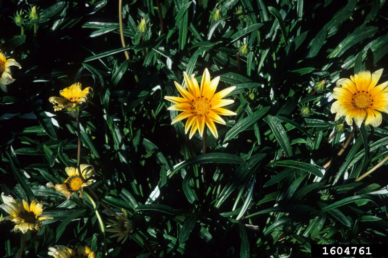 gazania (Genus Gazania)