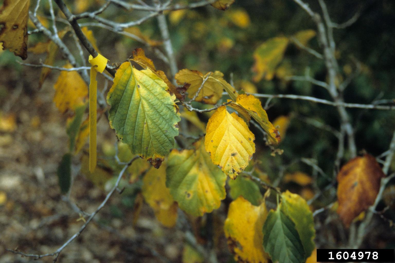 vernal witchhazel (Hamamelis vernalis)