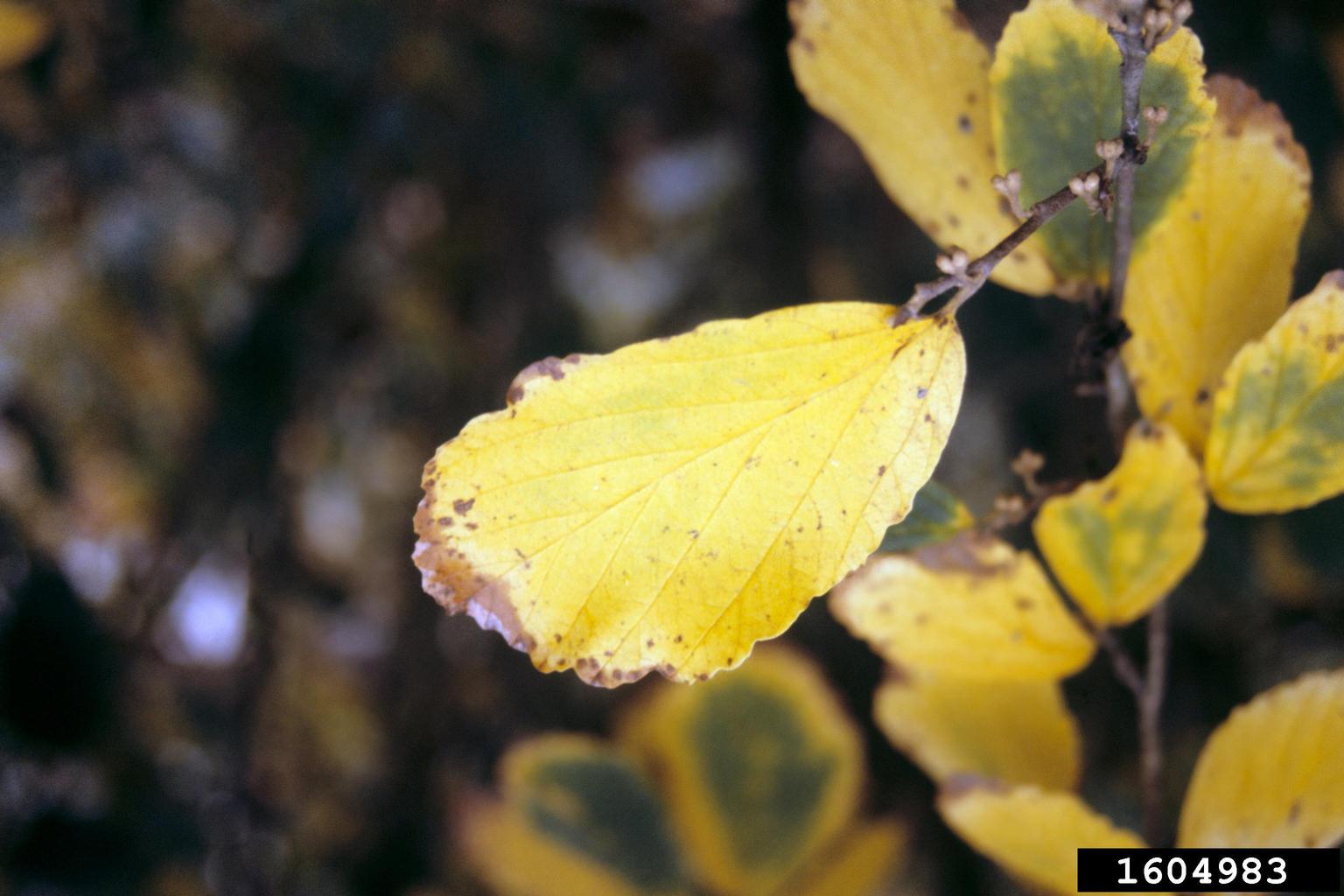 witchhazel (Hamamelis virginiana)