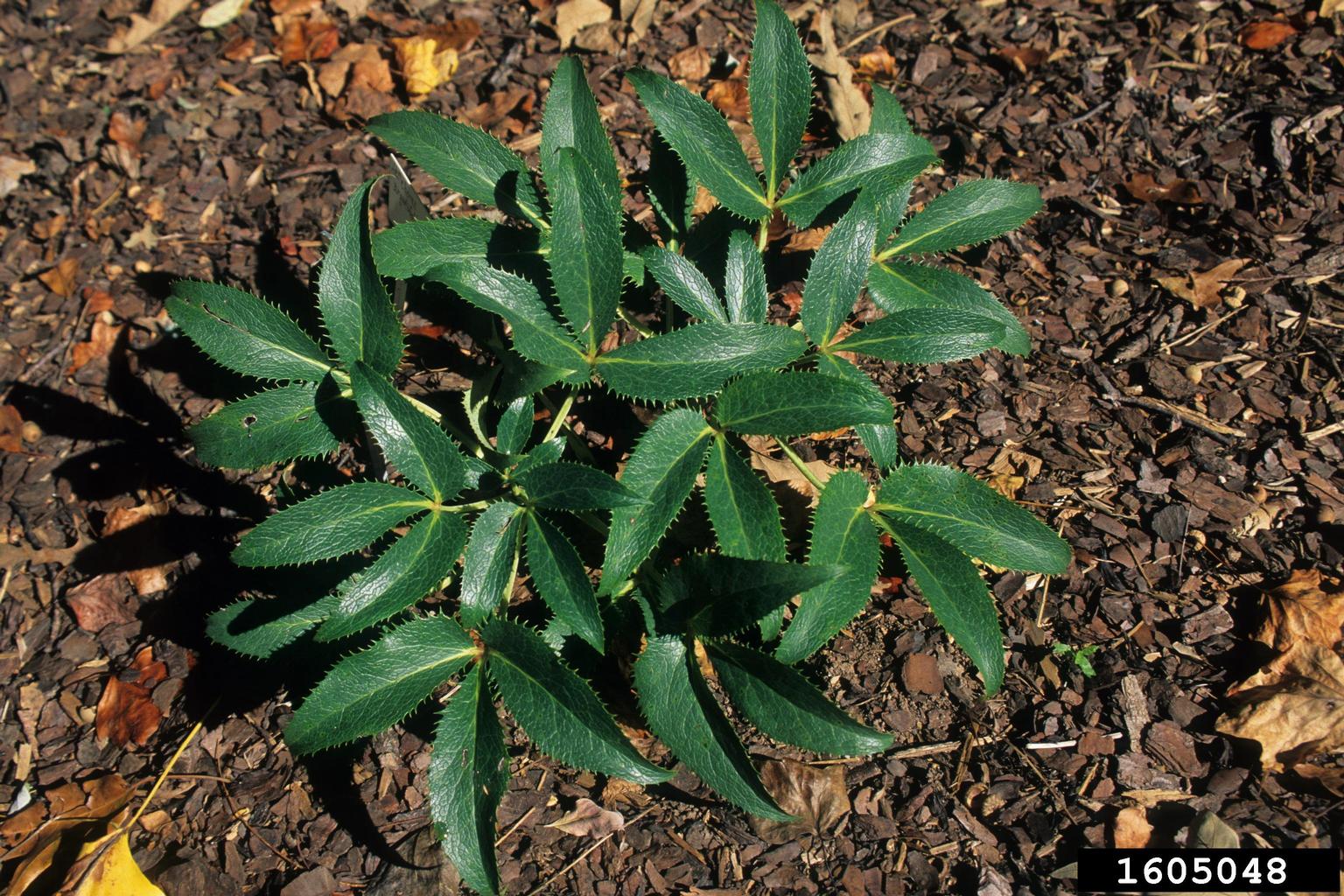 Helleborus argutifolius