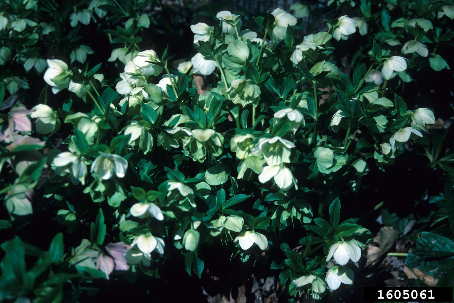 hellebore (Genus Helleborus)