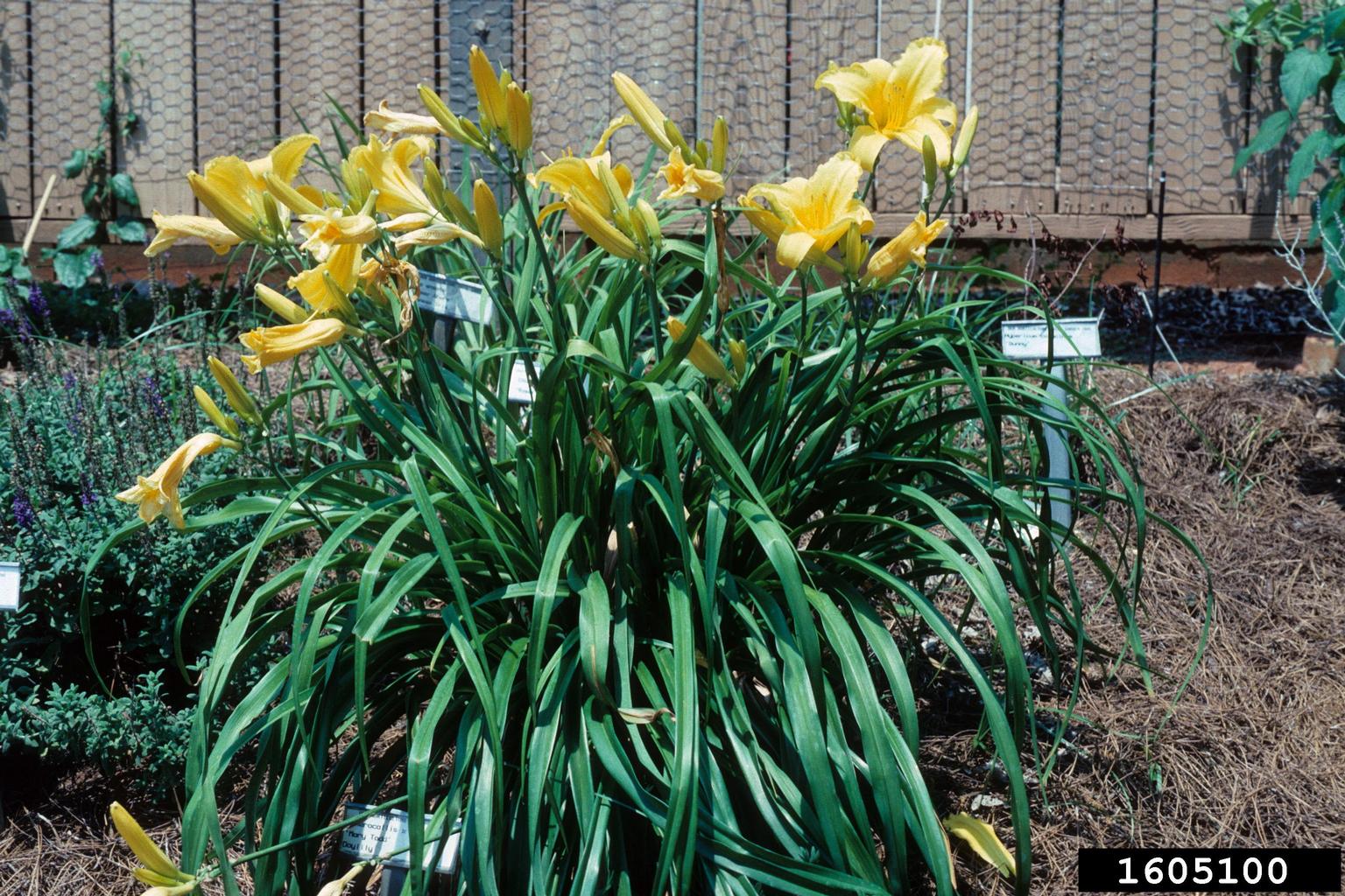 daylily (Genus Hemerocallis)