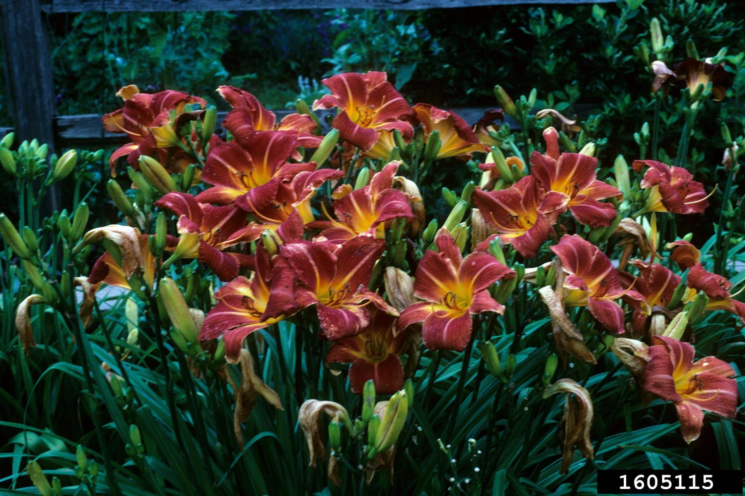 daylily (Genus Hemerocallis)