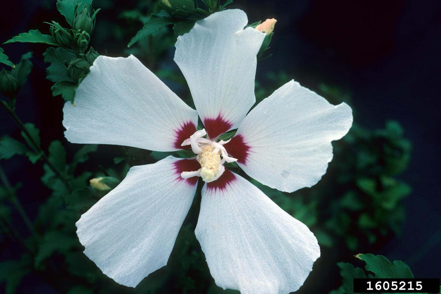 rose of Sharon (Hibiscus syriacus)