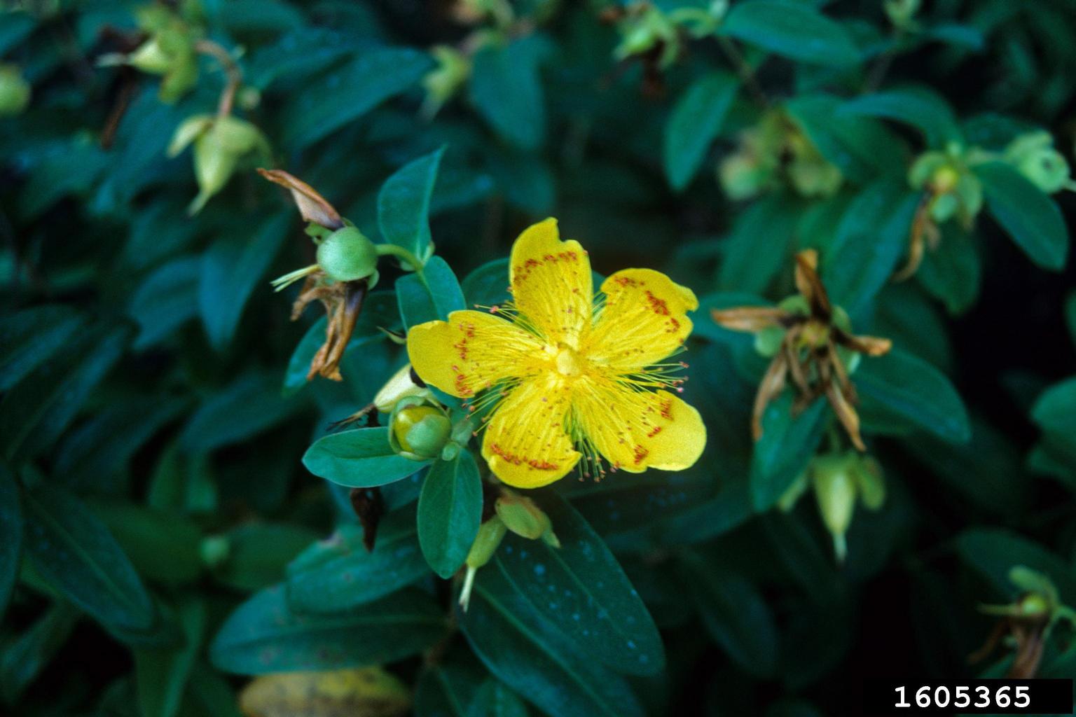 Aaron's beard (Hypericum calycinum)