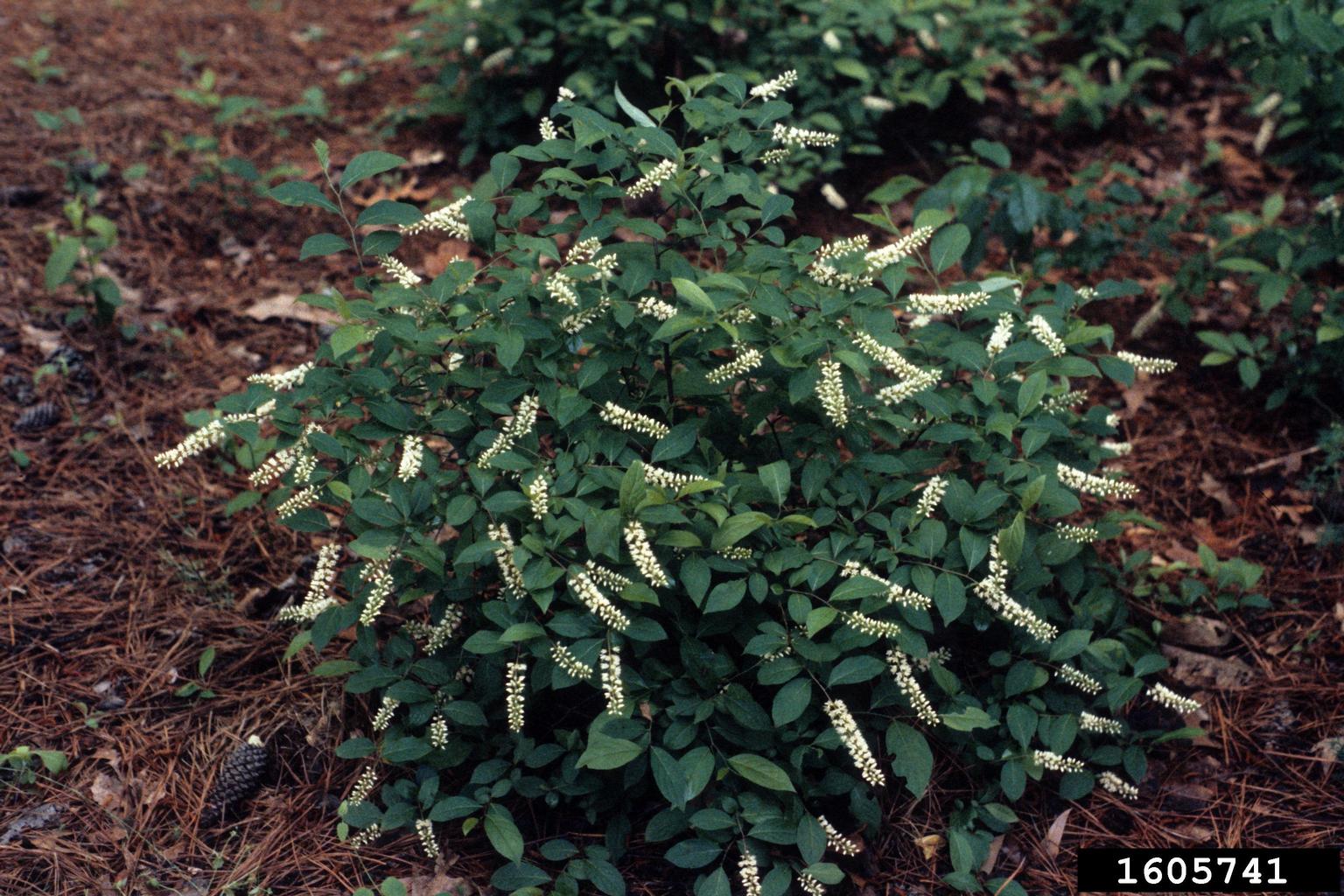 sweetspire (Genus Itea)