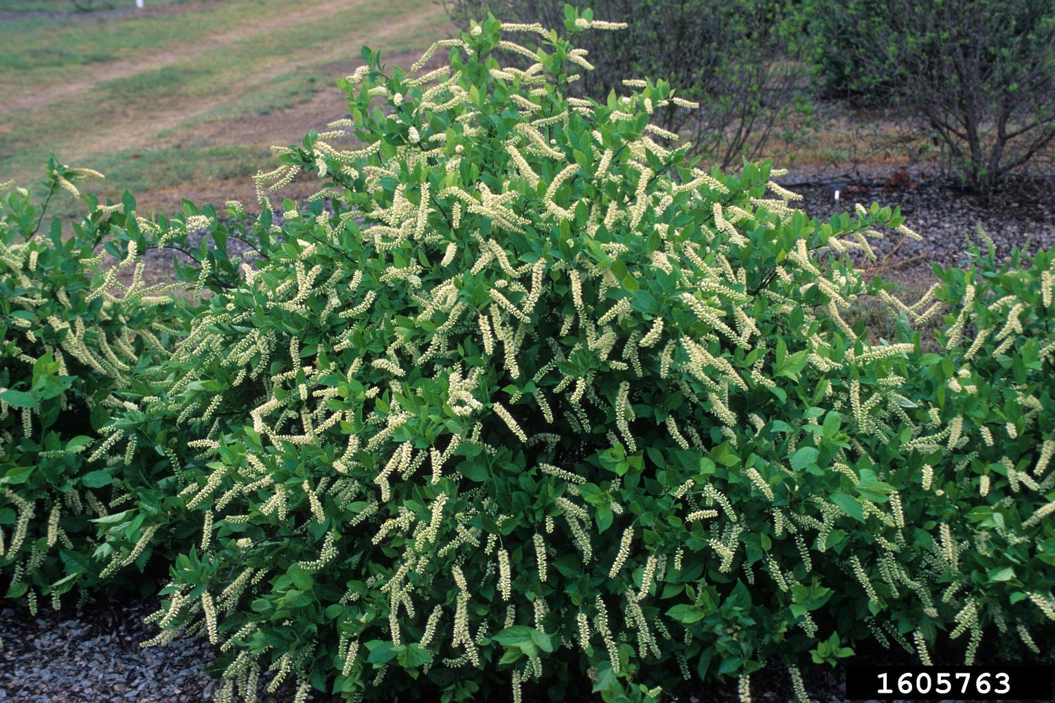 Virginia sweetspire (Itea virginica)