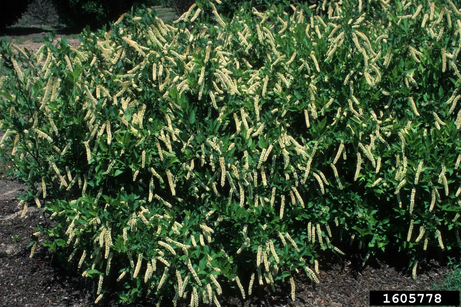 Virginia sweetspire (Itea virginica)
