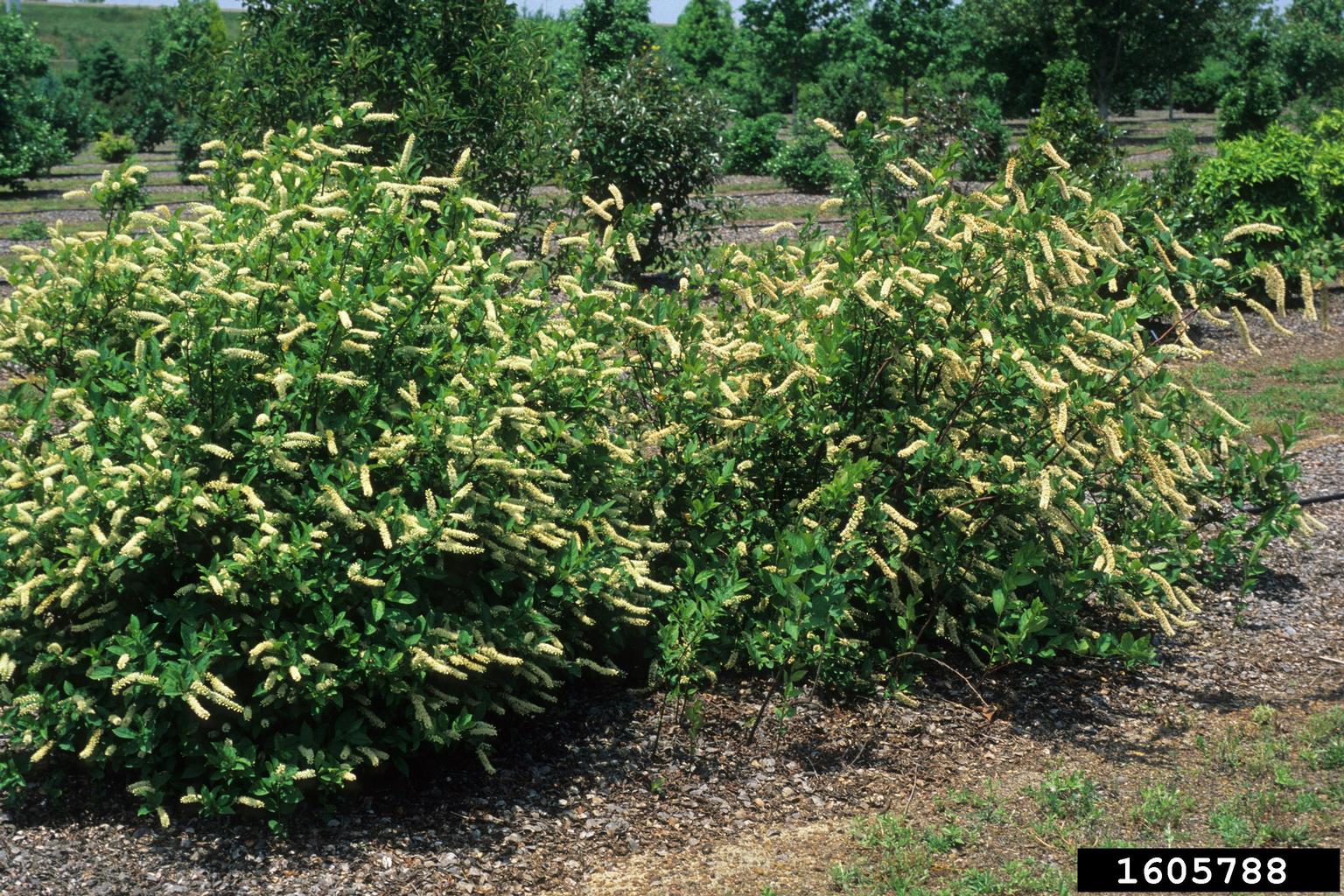 Virginia sweetspire (Itea virginica)