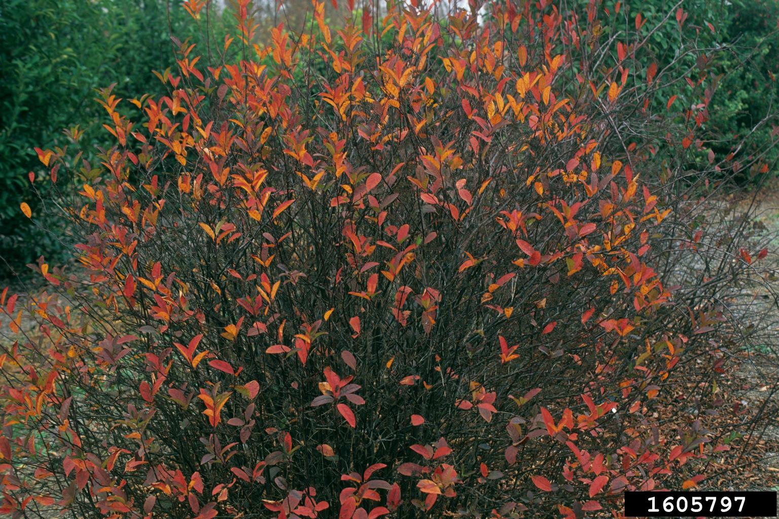 Virginia sweetspire (Itea virginica)