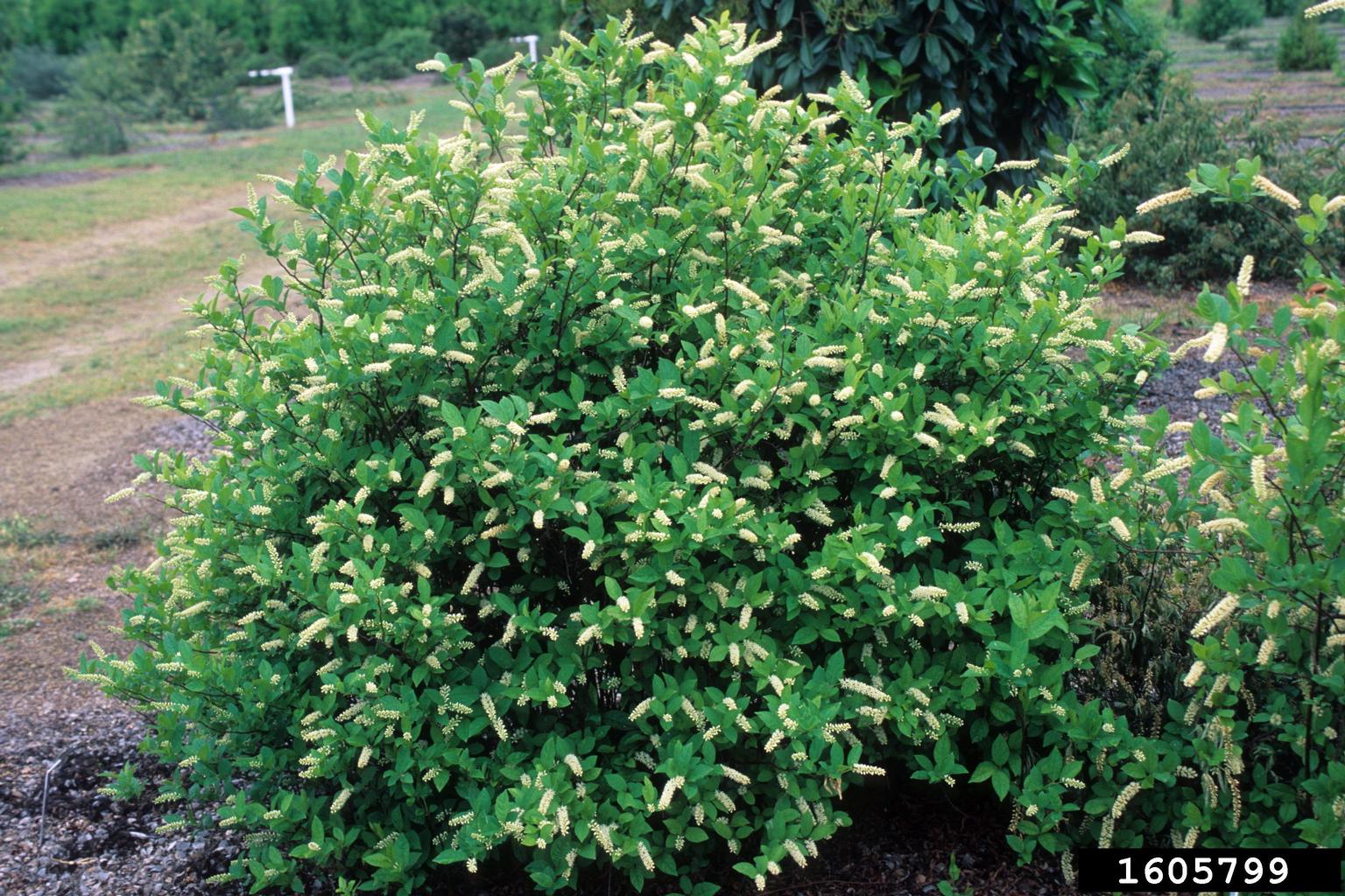 Virginia sweetspire (Itea virginica)