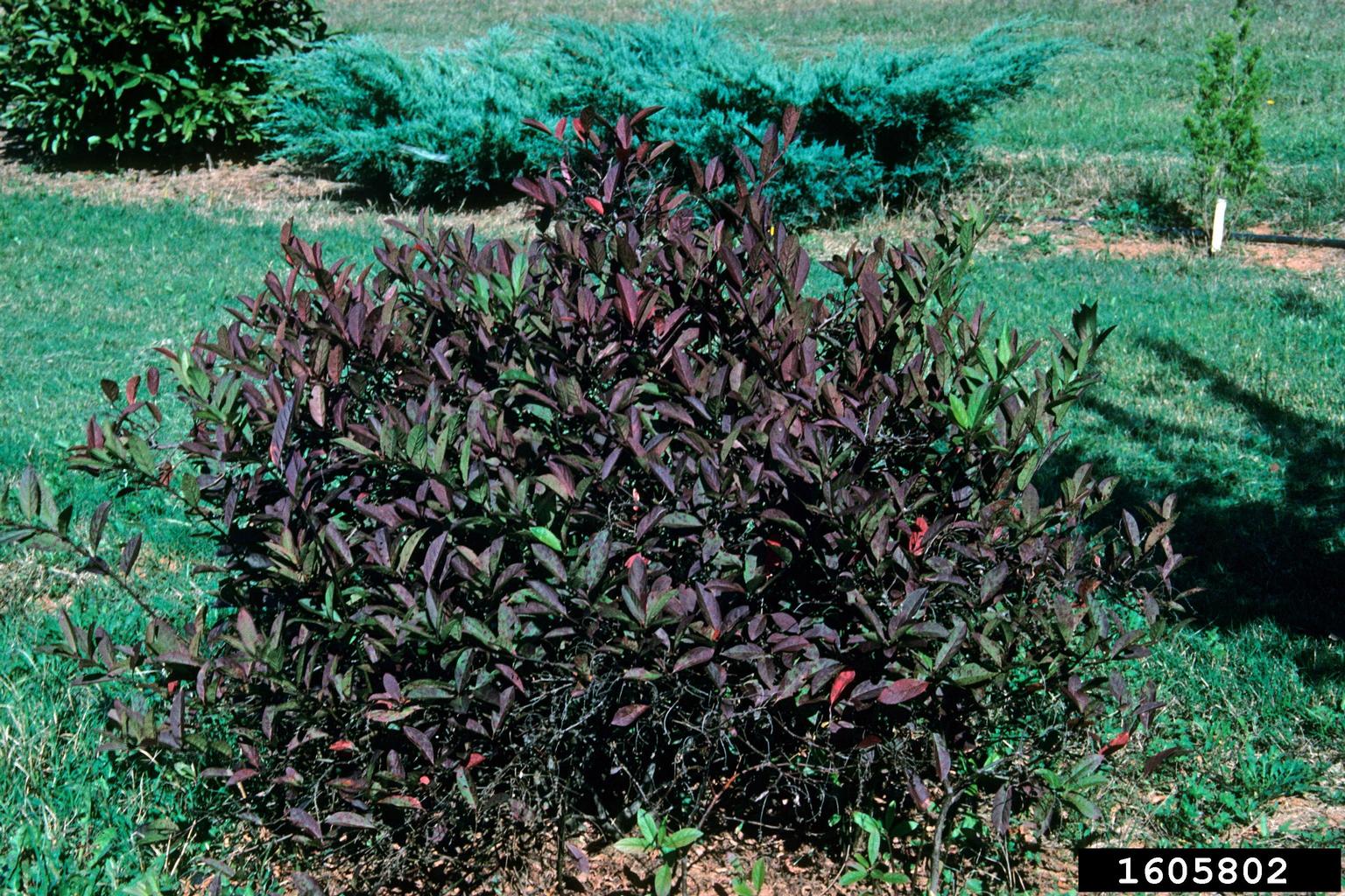 Virginia sweetspire (Itea virginica)