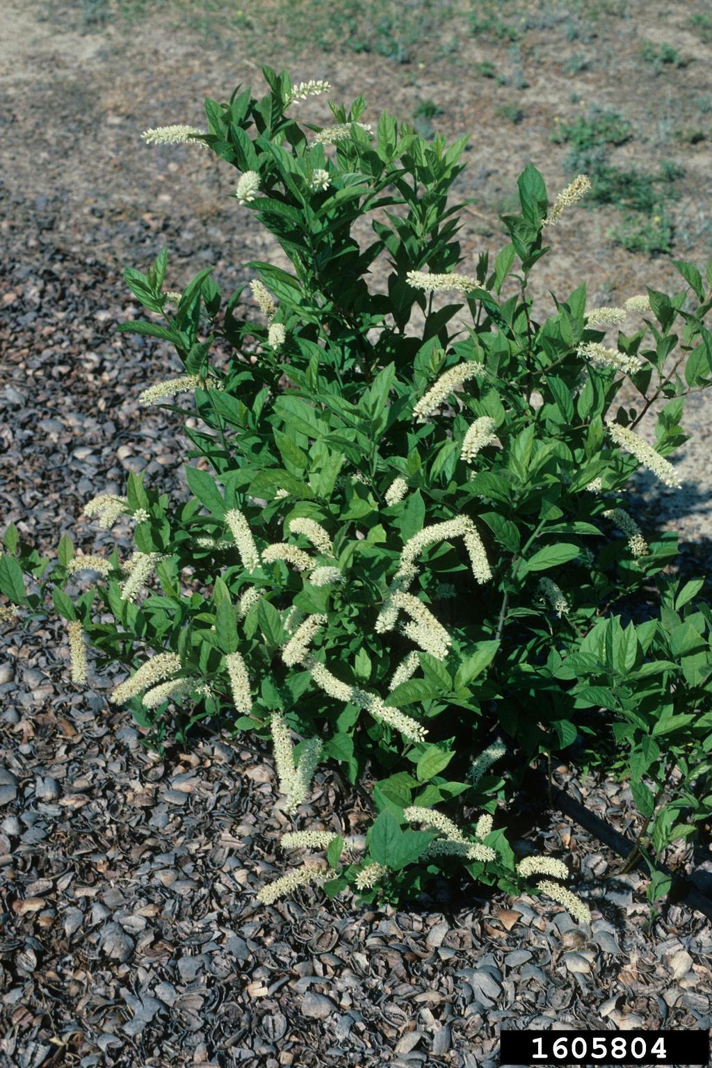 Virginia sweetspire (Itea virginica)