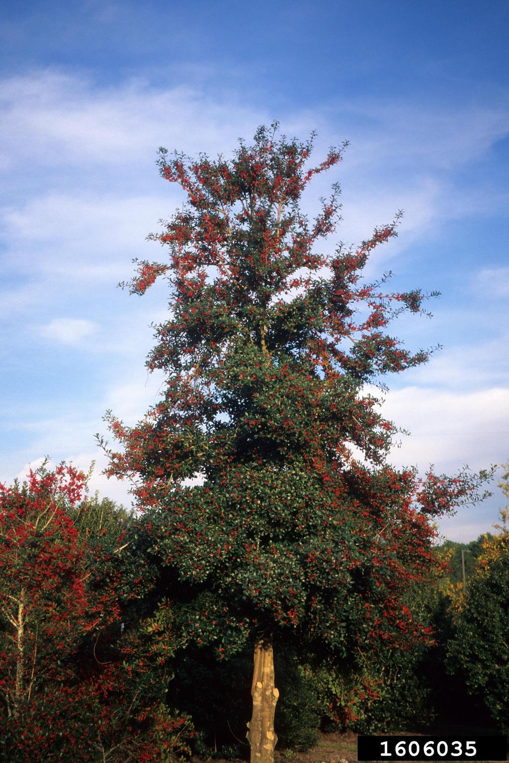 Topel Holly Ilex X Attenuata topel-holly-ilex-x-attenuata