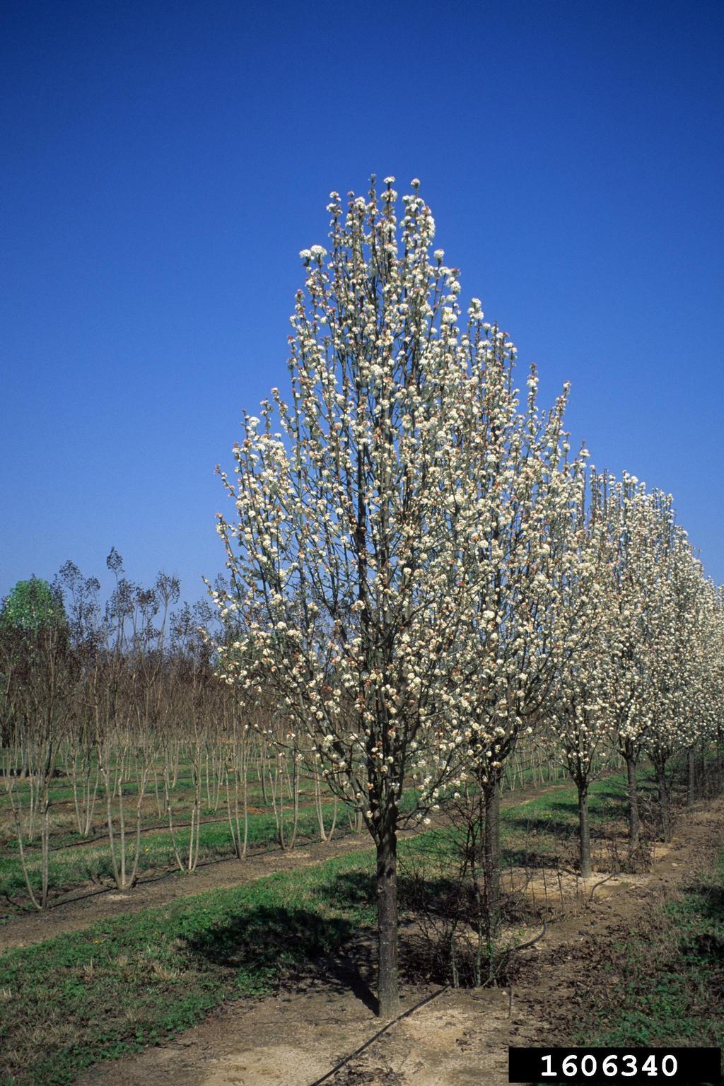 Callery pear (Bradford pear) (Pyrus calleryana)