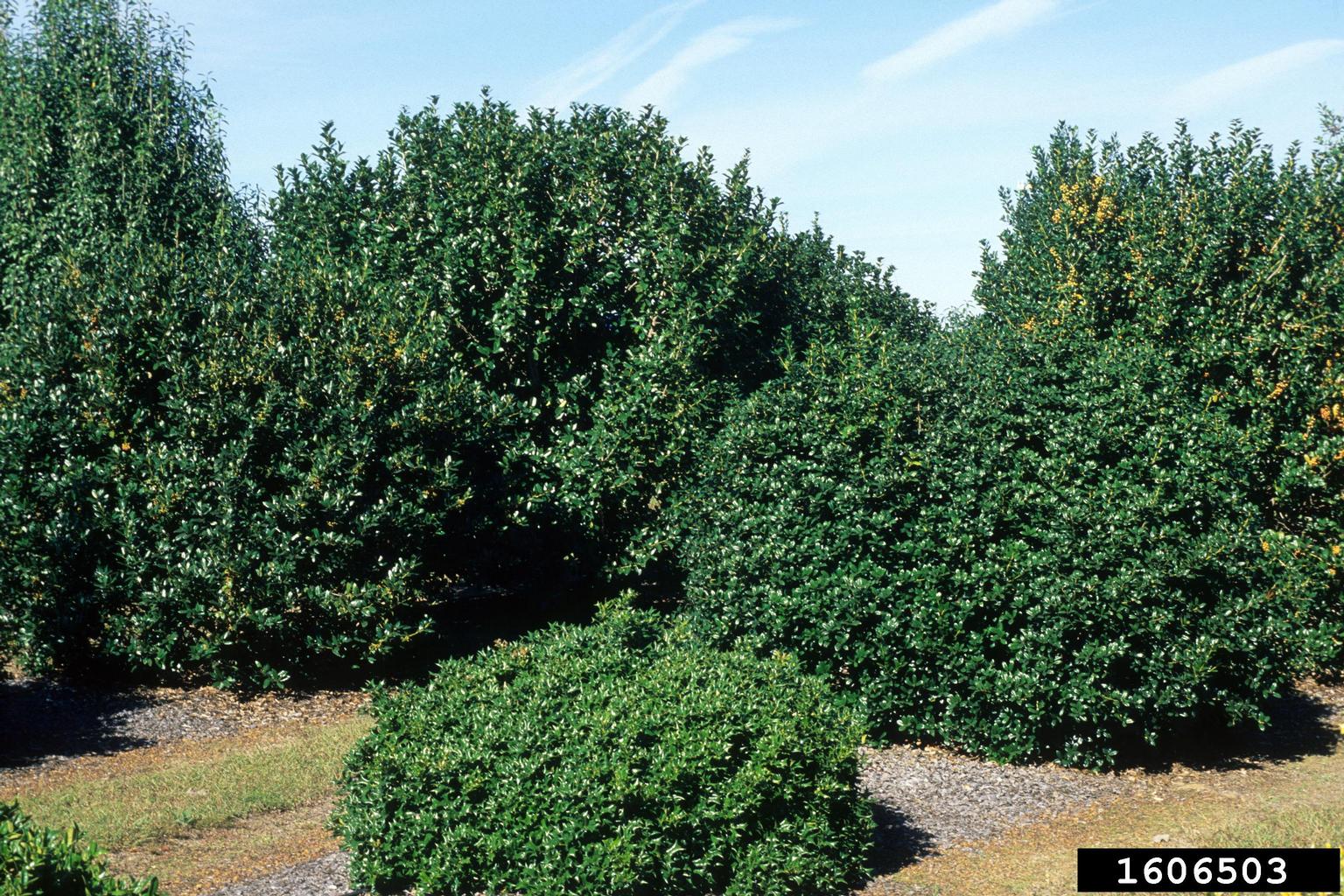 Chinese holly (Ilex cornuta Lindl. & Paxton)
