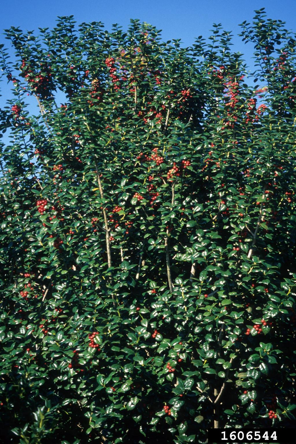 Chinese holly (Ilex cornuta Lindl. & Paxton)