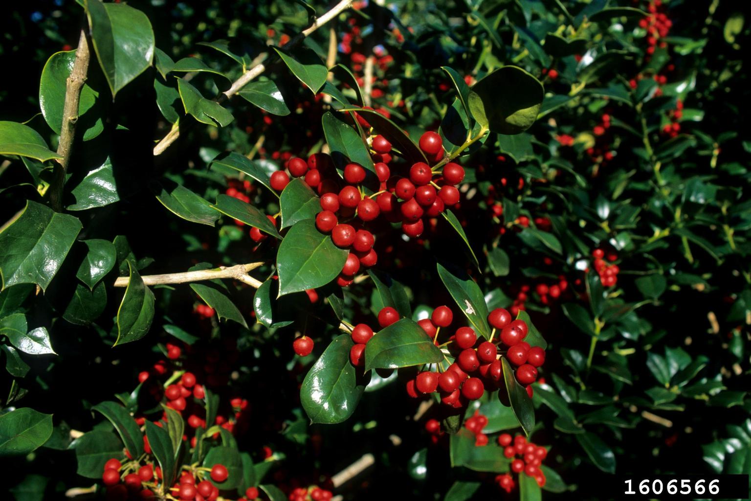 Chinese holly (Ilex cornuta)
