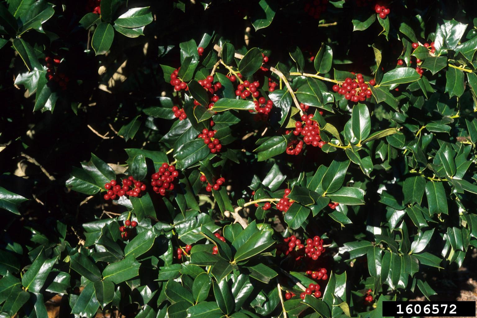 Chinese holly (Ilex cornuta)