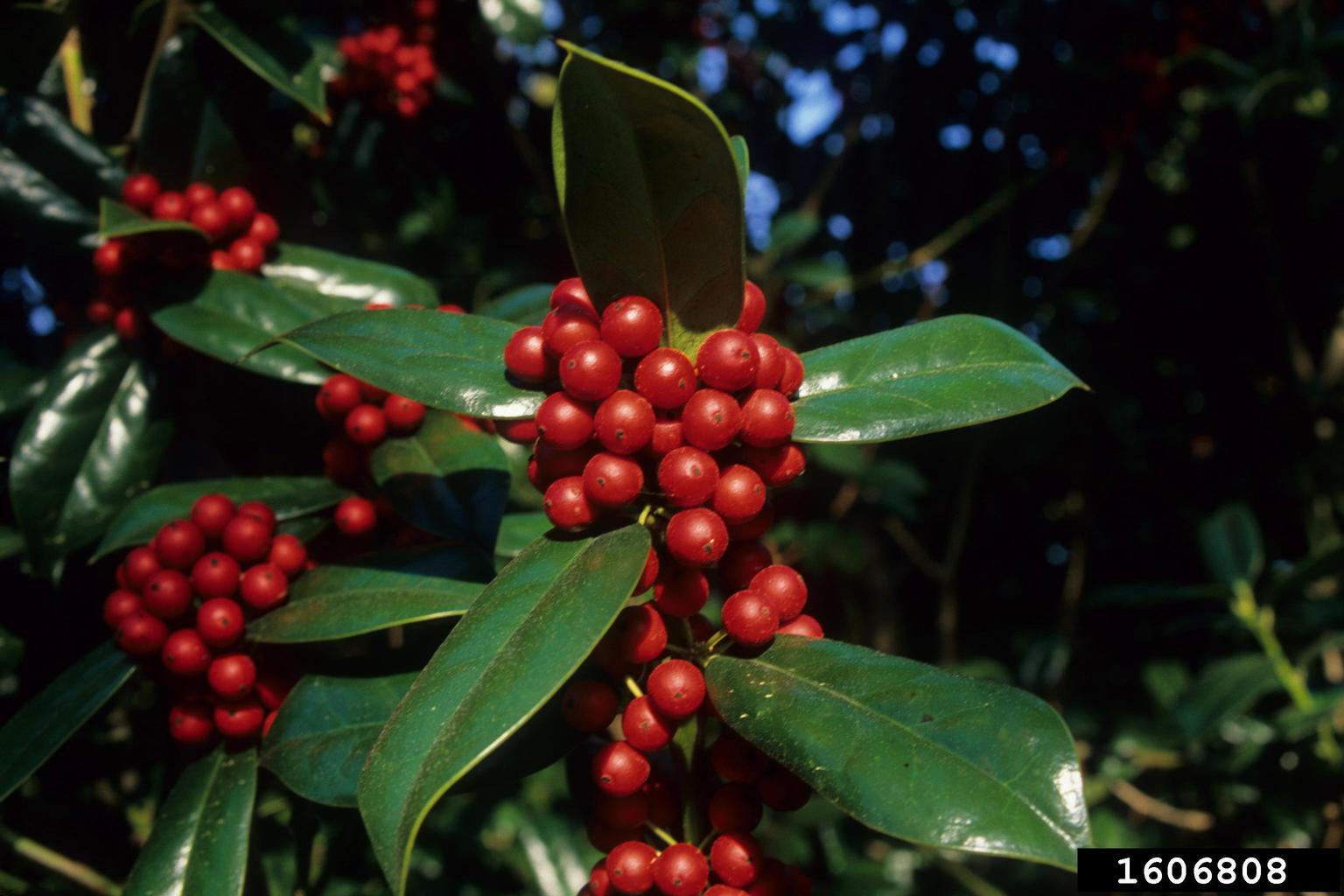 Chinese holly (Ilex cornuta)
