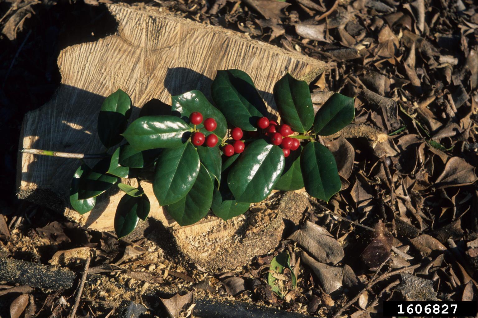 Chinese holly (Ilex cornuta)